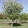 Malus Sylvestris Tree