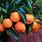 Mandarin Citrus