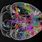 Map Human Brain Neuron