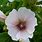Marshmallow Althaea Officinalis