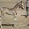 Marwari Horse Foal