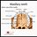 Maxillary Teeth Anatomy