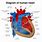 Medical Heart Diagram