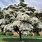 Milky Way Dogwood Tree