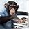 Monkey On a Computer