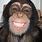 Monkey Smiley-Face