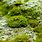 Moss Algae