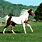 Most Beautiful Paint Horses