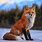 Most Beautiful Red Fox