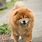 Most Expensive Dog Chow Chow