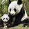 Mother and Baby Panda