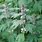 Motherwort Plant