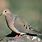 Mourning Dove Bird