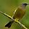 NZ Birds Images