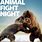 Nat Geo Wild Animal Fight Night