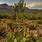 Native Arizona Cactus