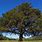 Native Florida Oak Trees