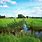 Netherlands Grass