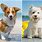 New Small Dog Breeds
