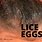 Nits and Lice Eggs