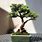Norway Spruce Bonsai Tree