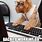 Office Dog Meme