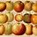 Old Apple Varieties with Pictures
