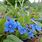 Omphalodes Verna