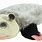 Opossum Dog Toy