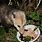 Opossum Eat