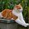 Orange Bicolor Cat