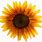 Orange Sunflower Clip Art