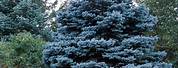 Ornamental Blue Spruce Trees