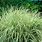 Ornamental Grass Hedge