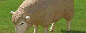 Outdoor Sheep Statues Life-Size