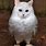 Owl Cat