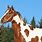 Painted Horse Breed