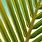 Palm Tree Leaf Wallpaper
