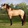 Palomino Buckskin Horse