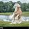 Palomino Gypsy Horse