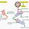 Pancreatic Amylase