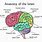 Parts of Human Brain