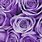 Pastel Purple Aesthetic Rose