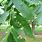 Pecan Tree Insect Pests