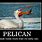 Pelican Meme