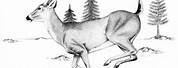 Pencil Drawings of Whitetail Deer Jumping