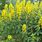 Perennial Plants with Yellow Flowers