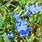 Periwinkle Blue Flowers