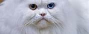 Persian Cat Eyes