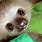 Photogenic Baby Sloth